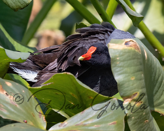 Common Gallinule