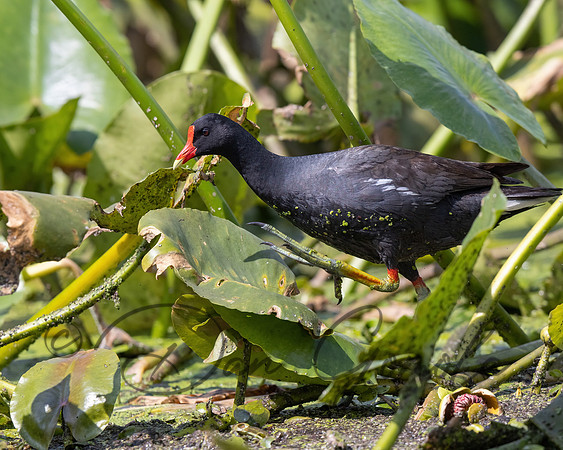 Common Gallinule