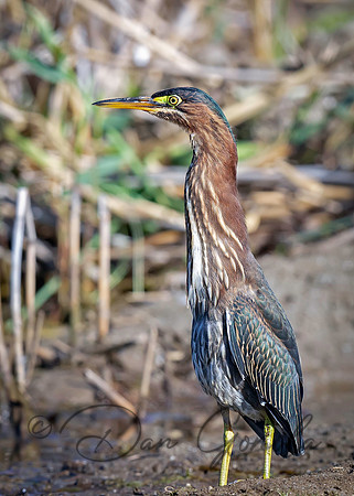 Green Heron