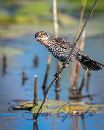 Red-winged Blackbird