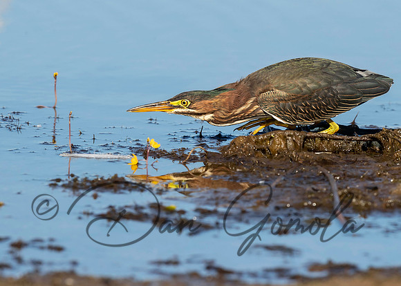 Green Heron