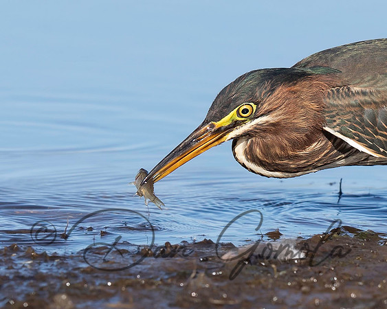 Green Heron