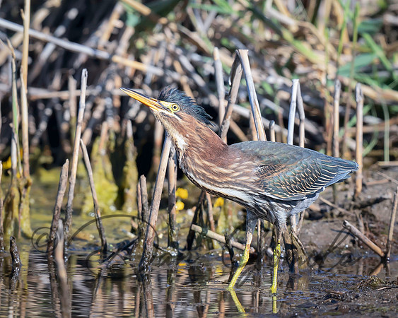 Green Heron