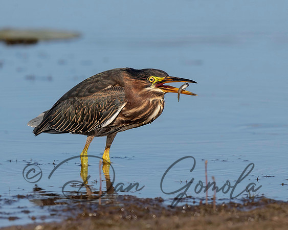 Green Heron