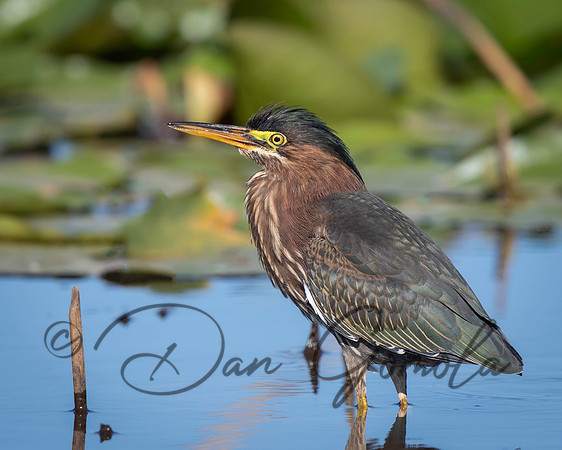 Green Heron