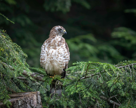 Broad-winged Hawk
