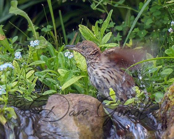 Brown Thrasher