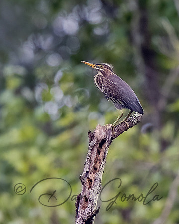 Green Heron