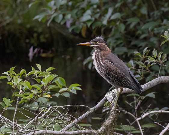 Green Heron