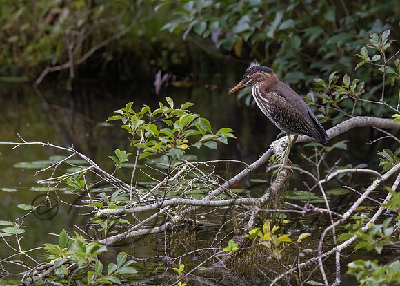 Green Heron