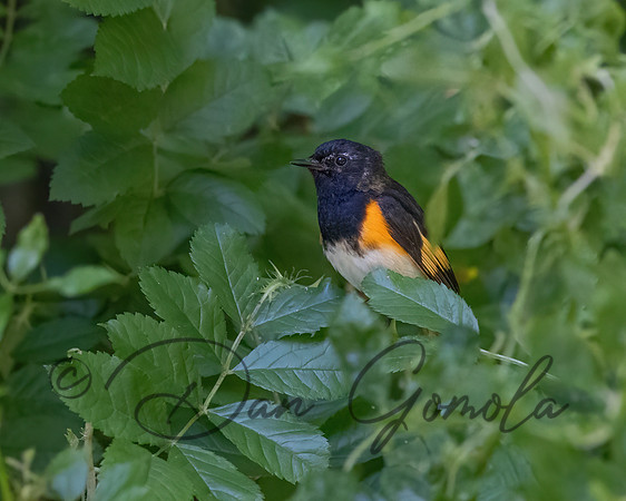American Redstart