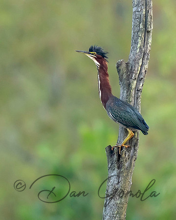 Green Heron