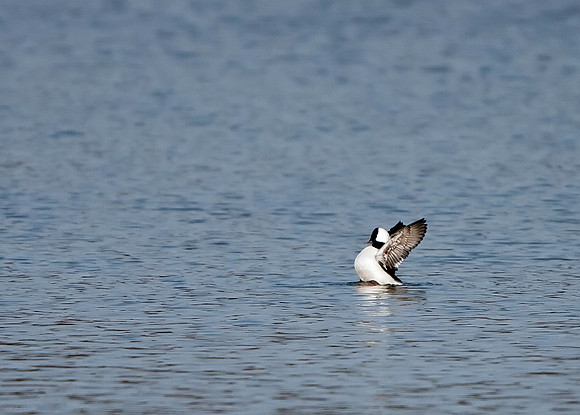 Bufflehead