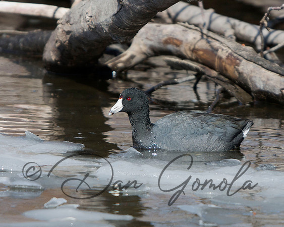 American Coot