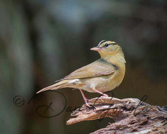 Worm-eating Warbler