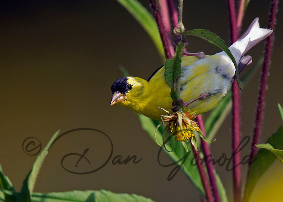 American Goldfinch