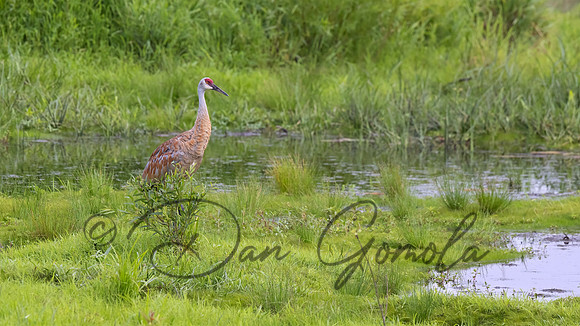 Sandhill Crane