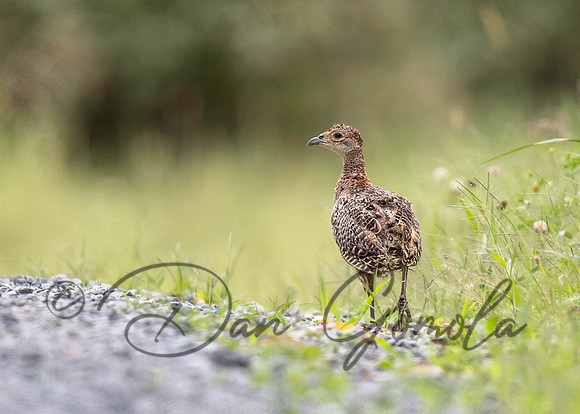 Ring-necked Pheasant