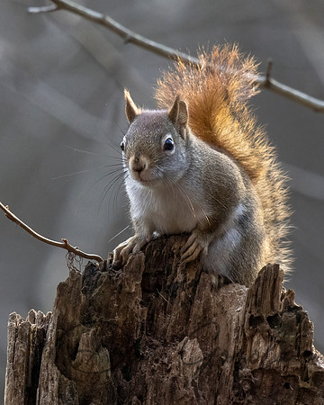 Red Squirrel