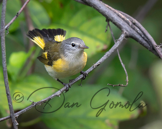 American Redstart