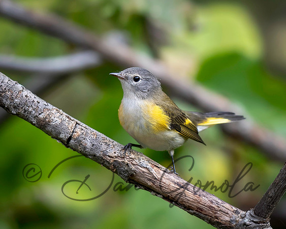 American Redstart