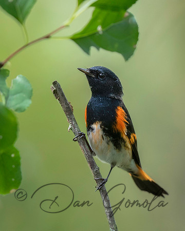 American Redstart