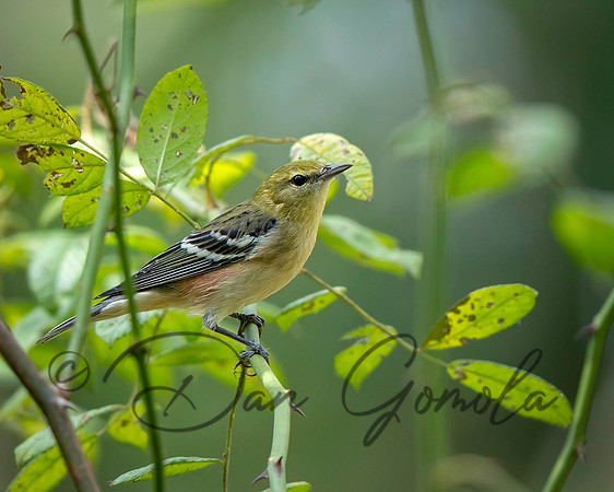 Bay-breasted Warbler