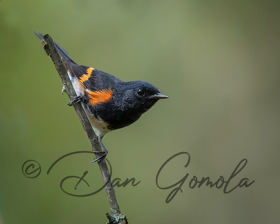 American Redstart