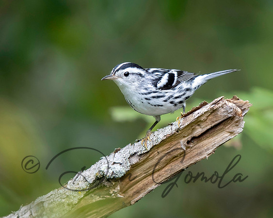 Black-and-white Warbler