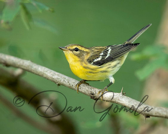 Blackburnian Warbler
