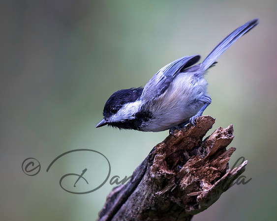 Black-capped Chickadee