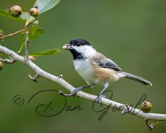 Black-capped Chickadee