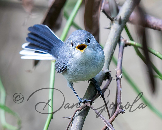 Blue-gray Gnatcatcher