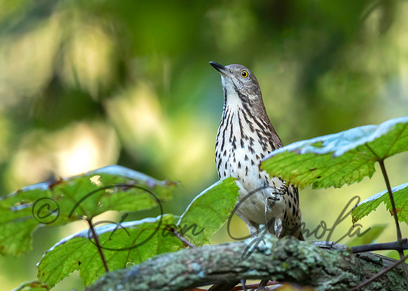 Brown Thrasher