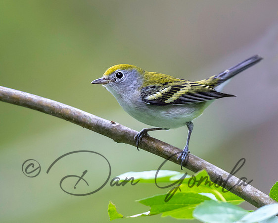 Chestnut-sided Warbler