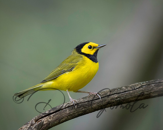 Hooded Warbler