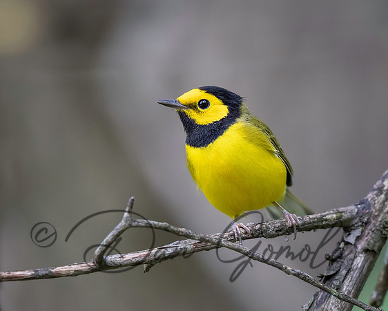 Hooded Warbler