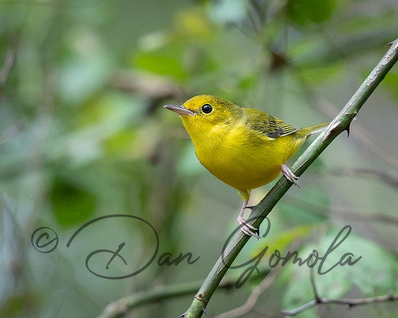 Hooded Warbler