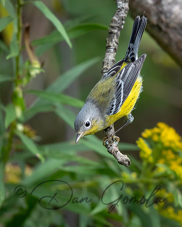 Magnolia Warbler