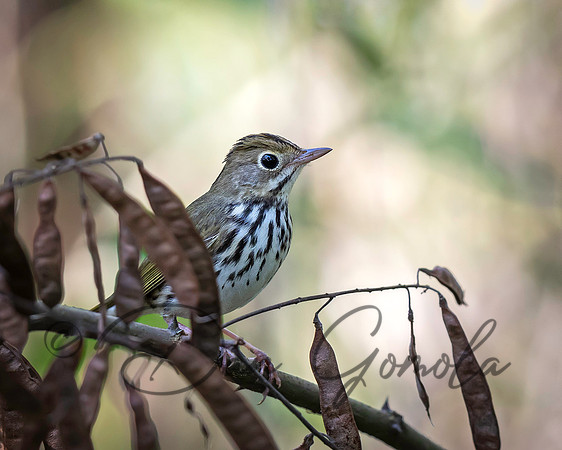 Ovenbird