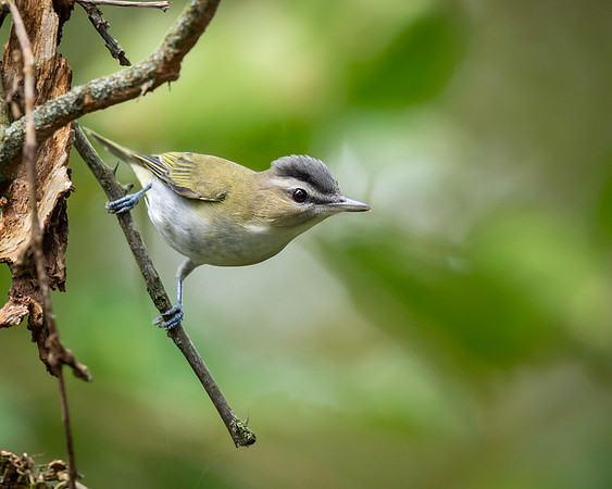 Red-eyed Vireo