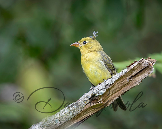 Scarlet Tanager