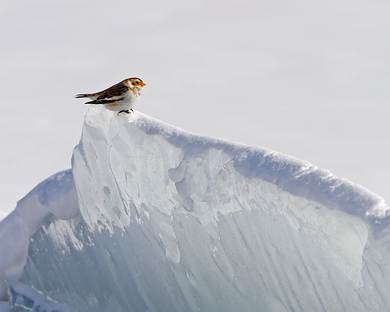 Snow Bunting