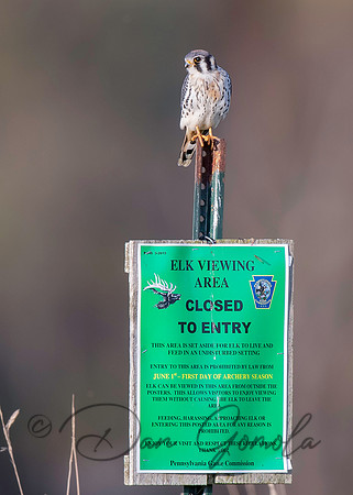 American Kestrel