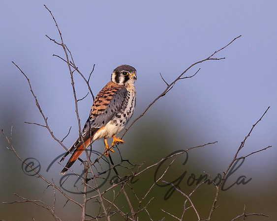 American Kestrel