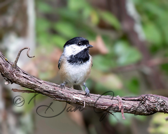 Black-capped Chickadee