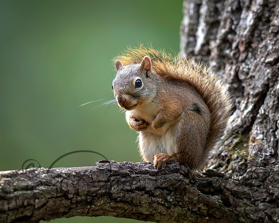 Red Squirrel