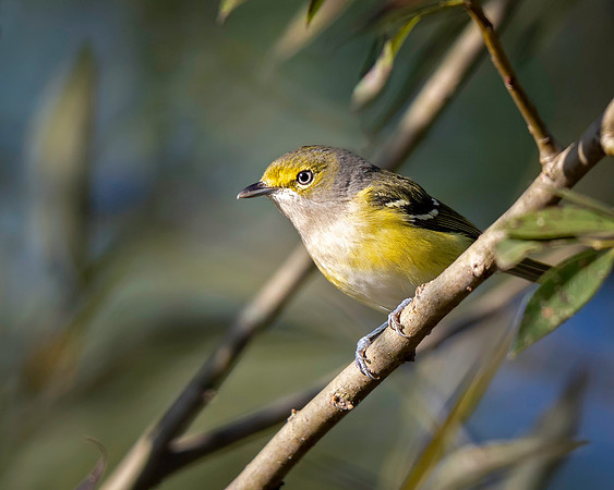 White-eyed Vireo