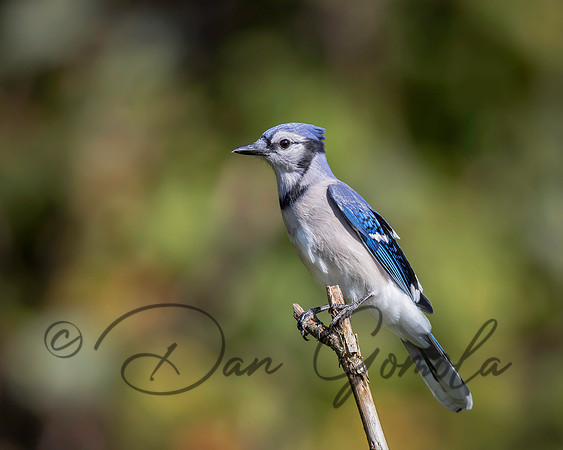 Blue Jay