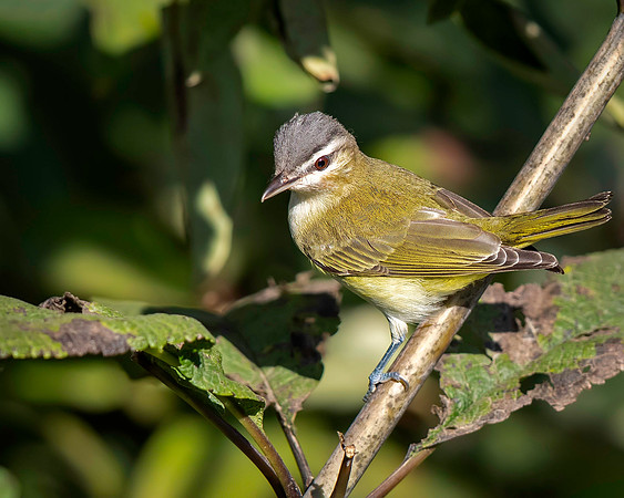 Red-eyed Vireo